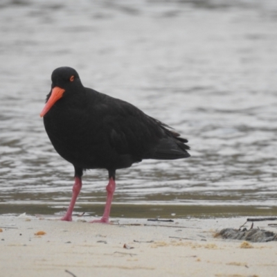 Haematopus fuliginosus (Sooty Oystercatcher) at Narooma, NSW - 5 Dec 2022 by GlossyGal