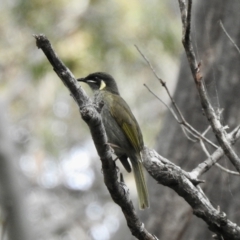 Meliphaga lewinii (Lewin's Honeyeater) at Narooma, NSW - 5 Dec 2022 by GlossyGal