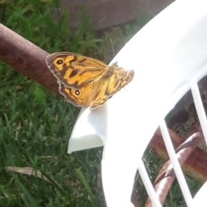 Heteronympha merope at Kambah, ACT - 8 Dec 2022