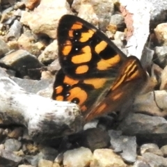 Argynnina cyrila (Forest Brown, Cyril's Brown) at Bimberi Nature Reserve - 7 Dec 2022 by JohnBundock