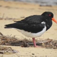 Haematopus longirostris (Australian Pied Oystercatcher) at Narooma, NSW - 5 Dec 2022 by GlossyGal