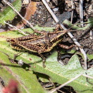 Monistria concinna at Cotter River, ACT - 7 Dec 2022