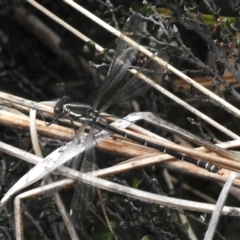 Austroargiolestes calcaris (Powdered Flatwing) at Cotter River, ACT - 7 Dec 2022 by JohnBundock