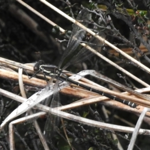 Austroargiolestes calcaris at Cotter River, ACT - 7 Dec 2022 12:12 PM