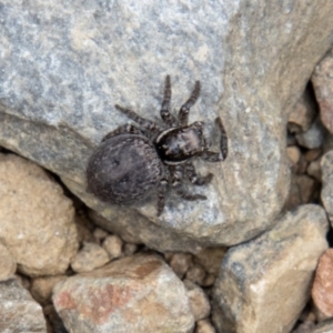 Maratus griseus at Bimberi, NSW - 7 Dec 2022