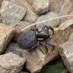 Maratus griseus at Bimberi, NSW - 7 Dec 2022