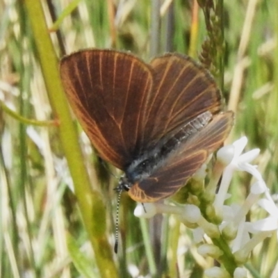 Candalides heathi (Rayed Blue) at Cotter River, ACT - 7 Dec 2022 by JohnBundock