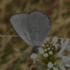 Candalides heathi at Cotter River, ACT - 7 Dec 2022 01:06 PM