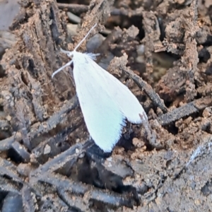 Tipanaea patulella at Molonglo Valley, ACT - 8 Dec 2022