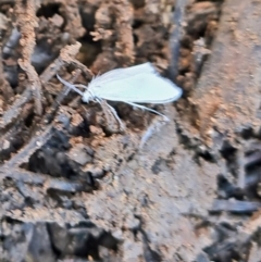 Tipanaea patulella at Molonglo Valley, ACT - 8 Dec 2022