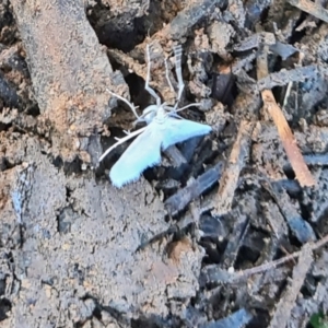 Tipanaea patulella at Molonglo Valley, ACT - 8 Dec 2022