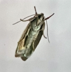 Ptyoptila matutinella at Isaacs, ACT - 7 Dec 2022 04:03 PM