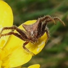 Sidymella hirsuta (Hairy crab spider) at Namadgi National Park - 7 Dec 2022 by JohnBundock