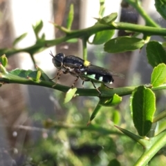 Odontomyia hunteri (Soldier fly) at Hall, ACT - 8 Dec 2022 by strigo