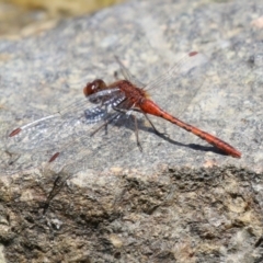 Diplacodes bipunctata (Wandering Percher) at Gordon Pond - 7 Dec 2022 by RodDeb