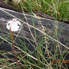 Caladenia alpina (Mountain Caps) at Cotter River, ACT - 7 Dec 2022 by GirtsO