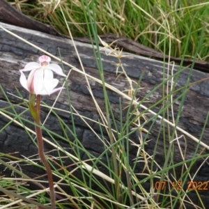 Caladenia alpina at Cotter River, ACT - suppressed