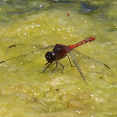 Diplacodes melanopsis (Black-faced Percher) at Gordon, ACT - 7 Dec 2022 by RodDeb