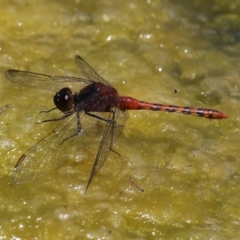 Diplacodes melanopsis at Gordon, ACT - 7 Dec 2022