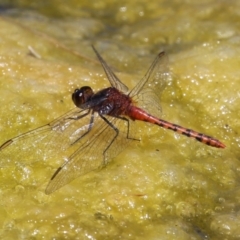 Diplacodes melanopsis at Gordon, ACT - 7 Dec 2022