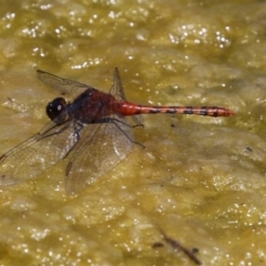 Diplacodes melanopsis at Gordon, ACT - 7 Dec 2022