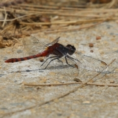 Diplacodes melanopsis at Gordon, ACT - 7 Dec 2022