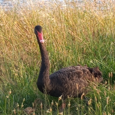 Cygnus atratus (Black Swan) at Gordon, ACT - 8 Dec 2022 by michaelb