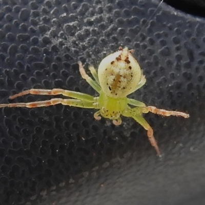 Lehtinelagia prasina (Leek-green flower spider) at ANBG - 3 Dec 2022 by JohnBundock