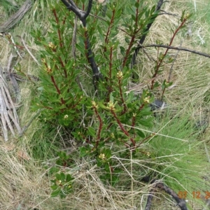 Tasmannia xerophila subsp. xerophila at Cotter River, ACT - 7 Dec 2022
