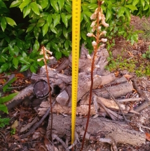 Gastrodia sesamoides at Conder, ACT - suppressed