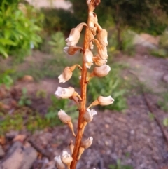 Gastrodia sesamoides at Conder, ACT - suppressed