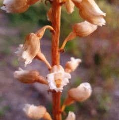 Gastrodia sesamoides at Conder, ACT - suppressed