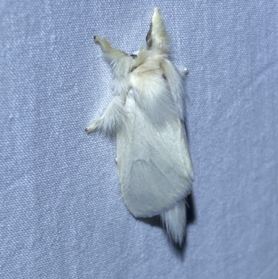 Trichiocercus sparshalli (Sparshall's Moth) at Jerrabomberra, NSW - 7 Dec 2022 by SteveBorkowskis