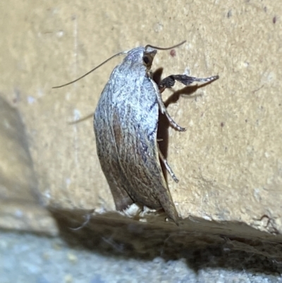 Tortricopsis pyroptis (A Concealer moth (Wingia Group)) at Jerrabomberra, NSW - 6 Dec 2022 by Steve_Bok