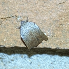 Tortricopsis pyroptis at Jerrabomberra, NSW - suppressed