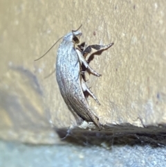 Tortricopsis pyroptis at Jerrabomberra, NSW - suppressed