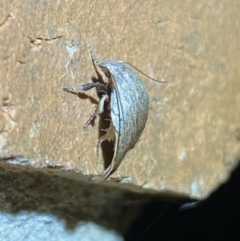 Tortricopsis pyroptis at Jerrabomberra, NSW - suppressed