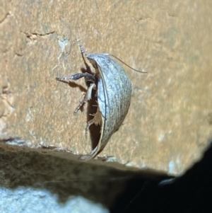 Tortricopsis pyroptis at Jerrabomberra, NSW - suppressed