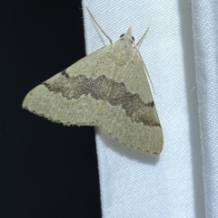 Dichromodes molybdaria (Plain Heath Moth) at Jerrabomberra, NSW - 7 Dec 2022 by SteveBorkowskis