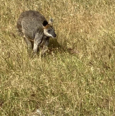 Wallabia bicolor (Swamp Wallaby) at Fentons Creek, VIC - 26 Nov 2022 by KL