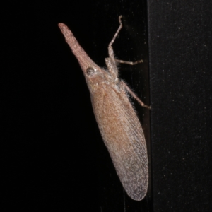 Rentinus dilatatus at O'Connor, ACT - 3 Dec 2022