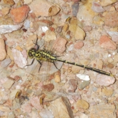 Austrogomphus guerini (Yellow-striped Hunter) at Tinderry Nature Reserve - 8 Dec 2022 by Harrisi