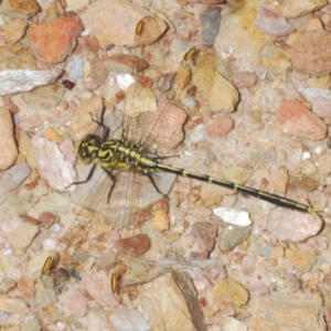 Austrogomphus guerini at Tinderry, NSW - 8 Dec 2022 02:57 PM