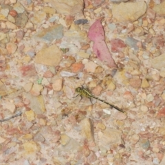 Austrogomphus guerini at Tinderry, NSW - 8 Dec 2022 02:57 PM