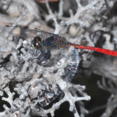 Nannophya dalei (Eastern Pygmyfly) at Tinderry, NSW - 8 Dec 2022 by Harrisi