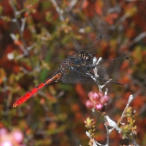 Nannophya dalei at Tinderry, NSW - 8 Dec 2022