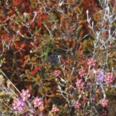 Nannophya dalei at Tinderry, NSW - suppressed