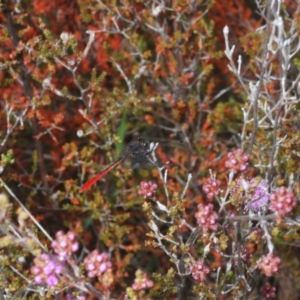 Nannophya dalei at Tinderry, NSW - suppressed