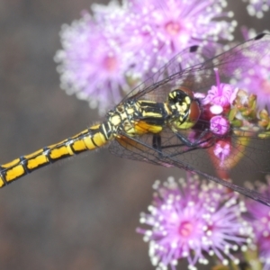 Nannophya dalei at Tinderry, NSW - 8 Dec 2022