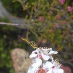 Nannophya dalei at Tinderry, NSW - suppressed